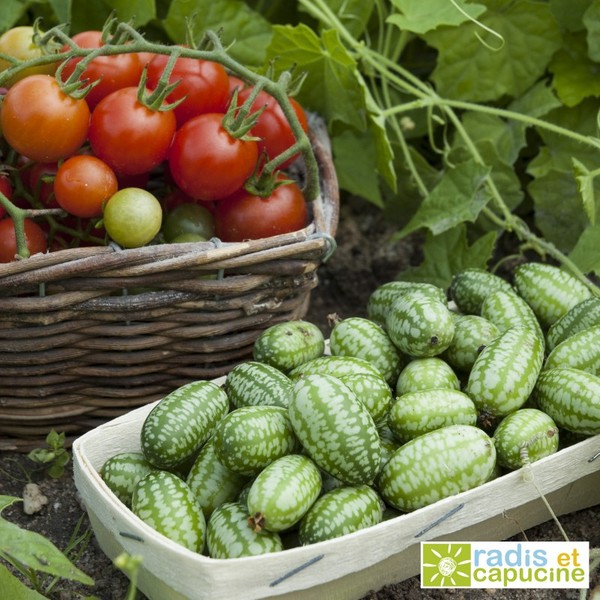 légumes
