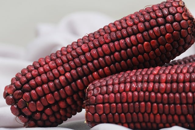 Image de mais rouge (je savais pas que ça existait il y a 3 minutes)